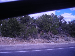 Deer Crossing