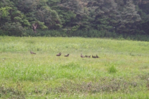 Wild-turkeys-1-in-flight